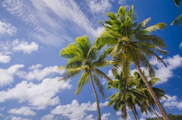 夏季休業について(ご案内) 夏季休業について(ご案内)